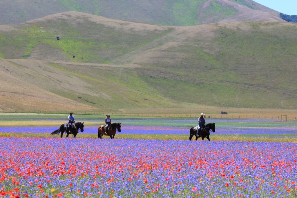 fioritura Castelluccio di Norcia Piano Grande Umbria, La fioritura di Castelluccio di Norcia: la magia dei Monti Sibillini