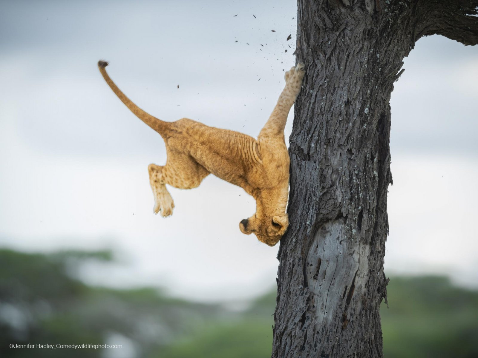I vincitori dei Comedy Wildlife Photography Awards 2022: il lato ...