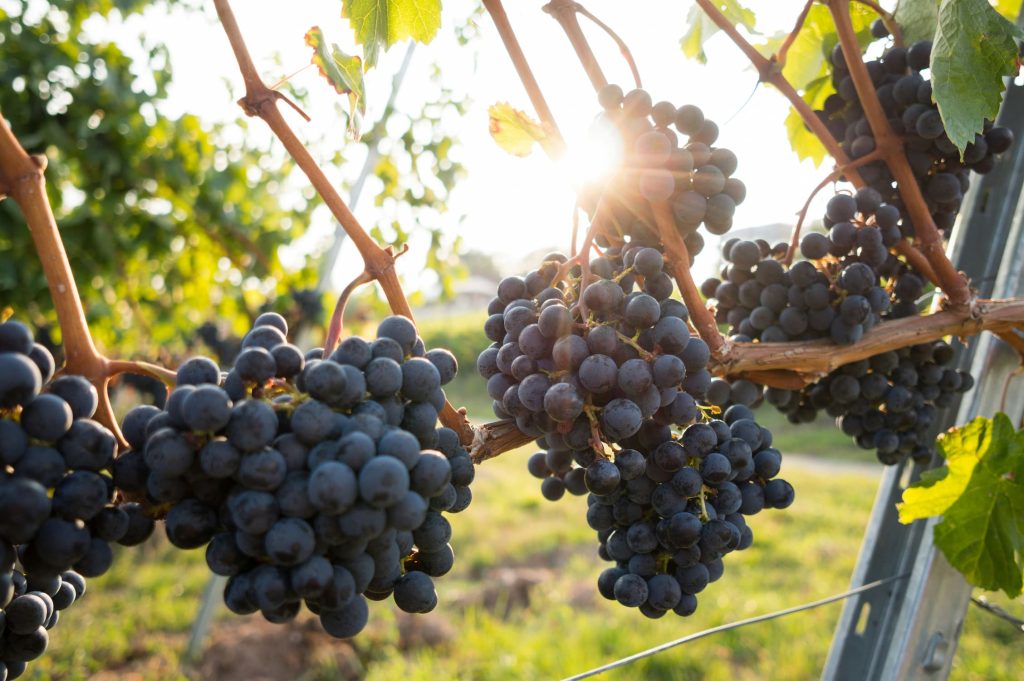 Vini del Veneto: Guida Completa ai Migliori Prosecco Amarone e Soave della Regione, Guida ai vini del Veneto